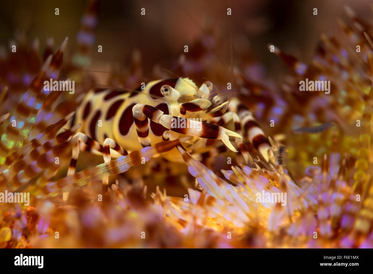 Coleman Shrimp in Fire Sea Urchin, Periclimenes colemani, Komodo