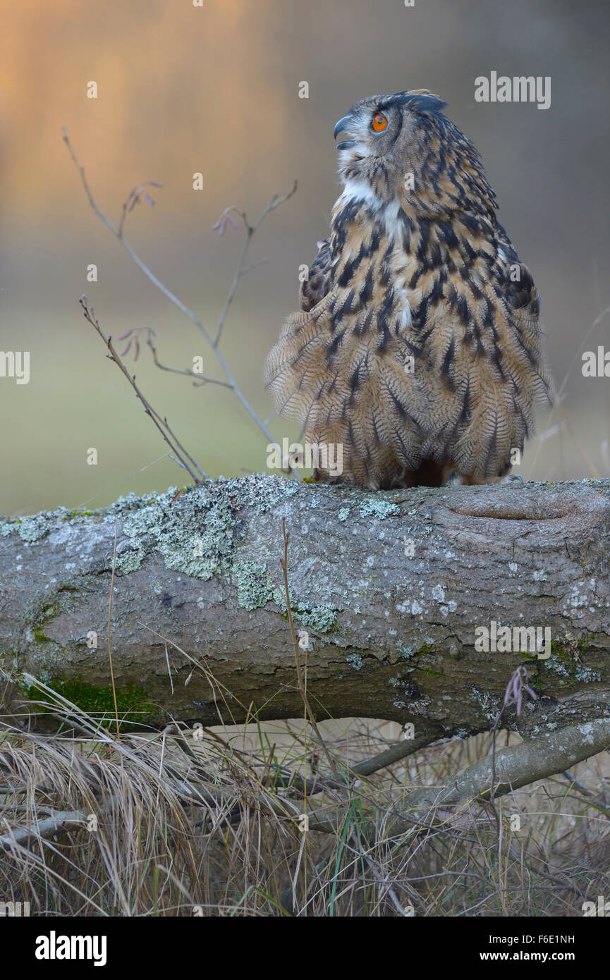 Eurasian eagle-owl (Bubo bubo), adult female hooting, Sumava National Park, Bohemia, Czech Republic Stock Photo