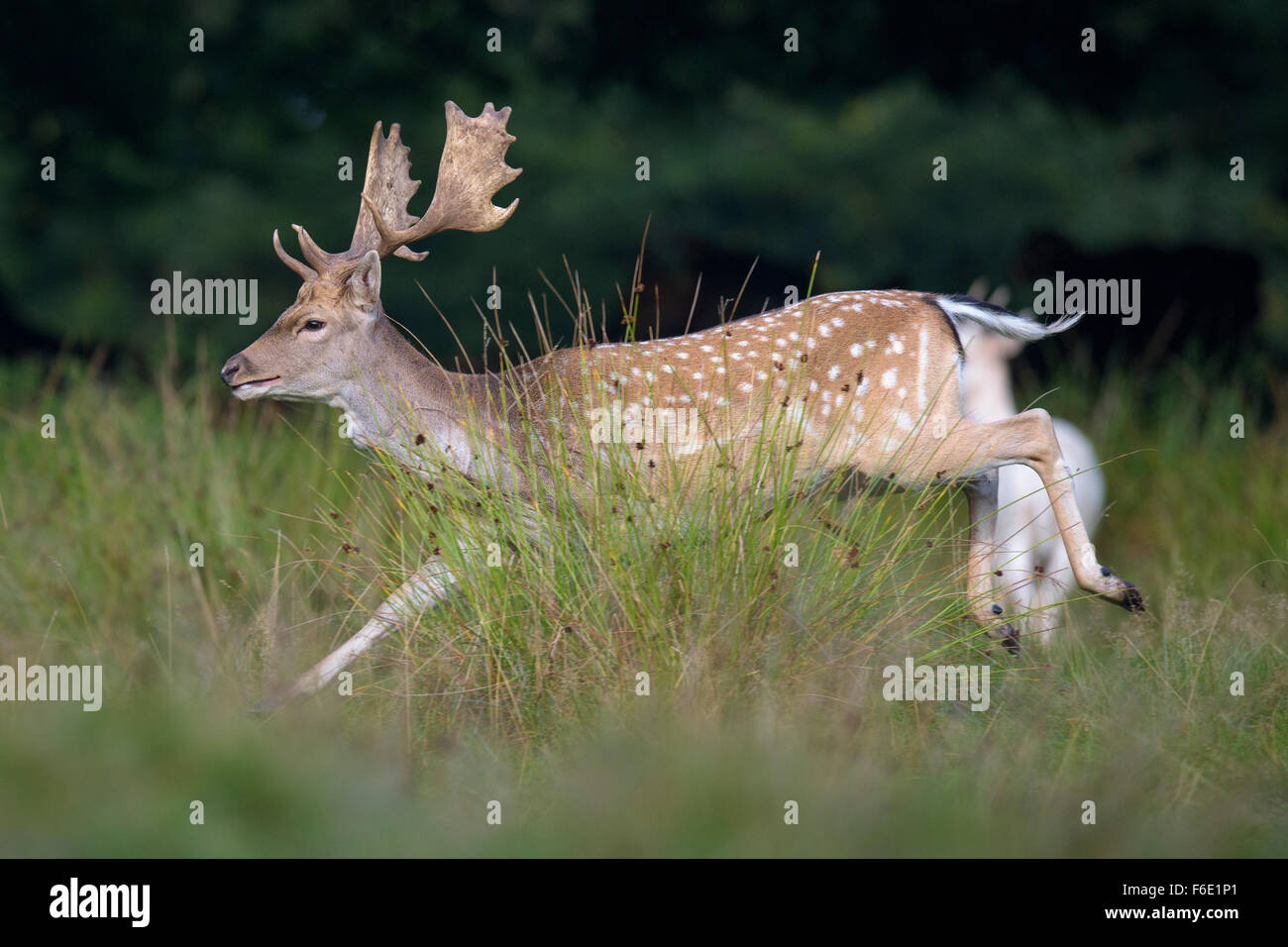 Fallow deer (Dama dama), buck fleeing, Zealand, Denmark Stock Photo