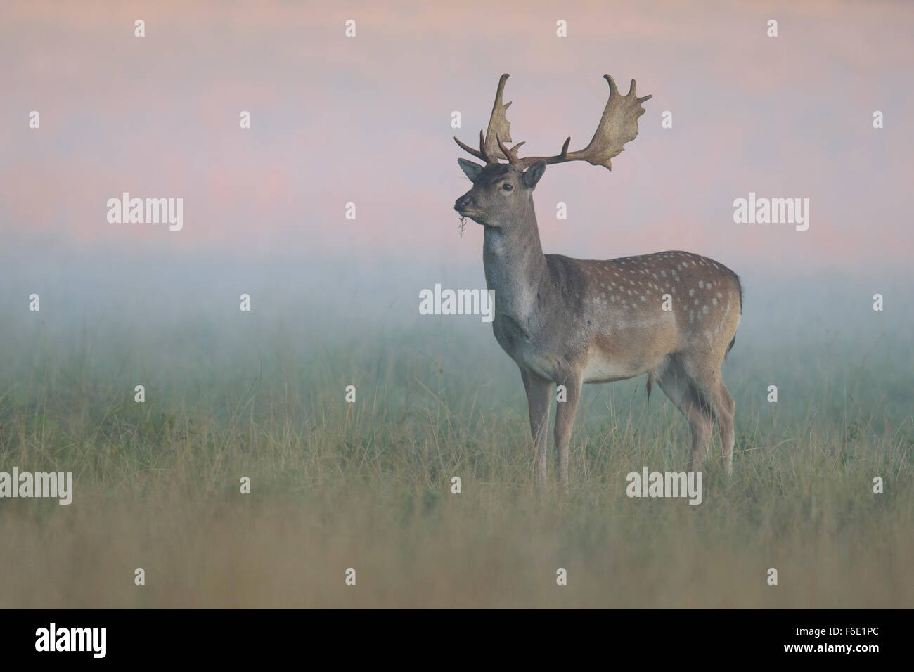 Fallow deer (Dama dama), fawn on forest meadow, mist, morning light, Zealand, Denmark Stock Photo