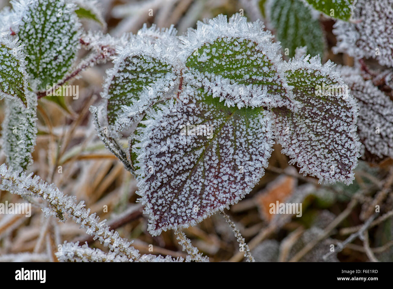 Autumnal blackberry leaves (Rubus sectio Rubus) covered with hoarfrost, Bohemian Forest, Czech Republic Stock Photo
