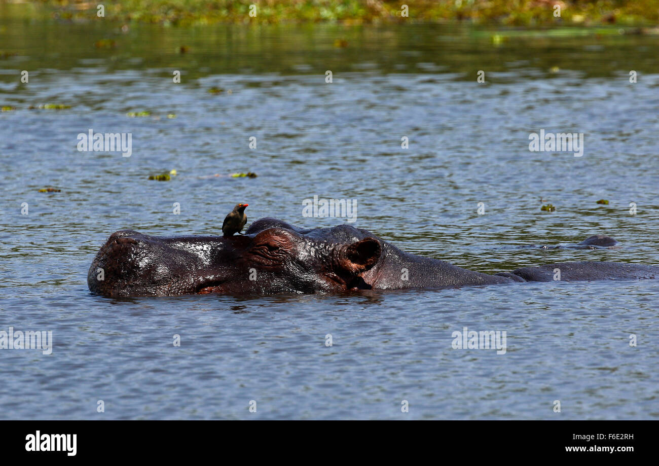 Bathing Hippos in the Okavango Delta Botswana enjoying a swim in the warm waters of the river Stock Photo