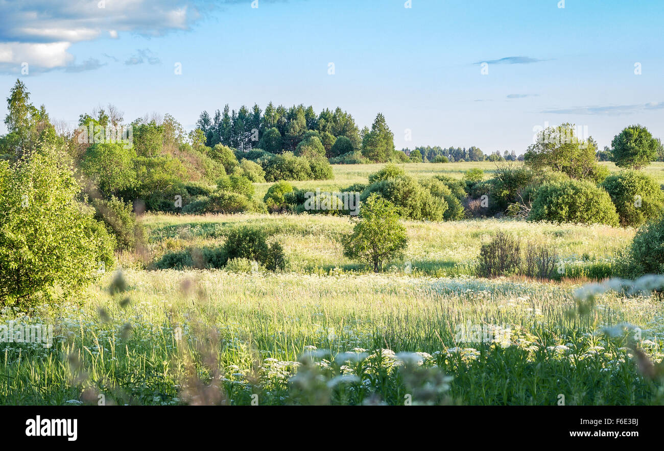 Summer landscape with meadow Stock Photo - Alamy