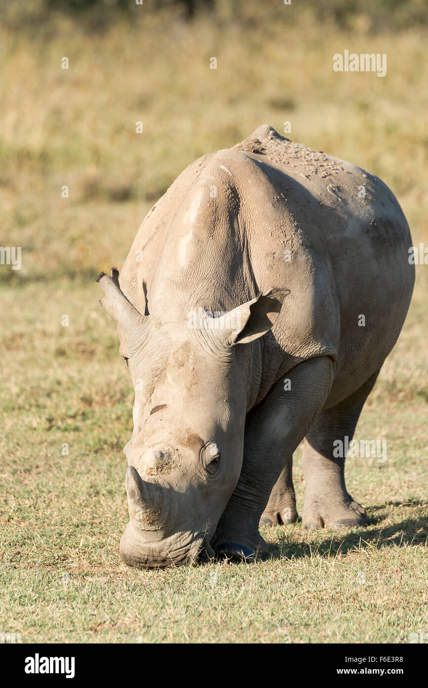 White rhinoceros or square-lipped rhinoceros (Ceratotherium simum), feeding, Lake Nakuru National Park, Kenya Stock Photo