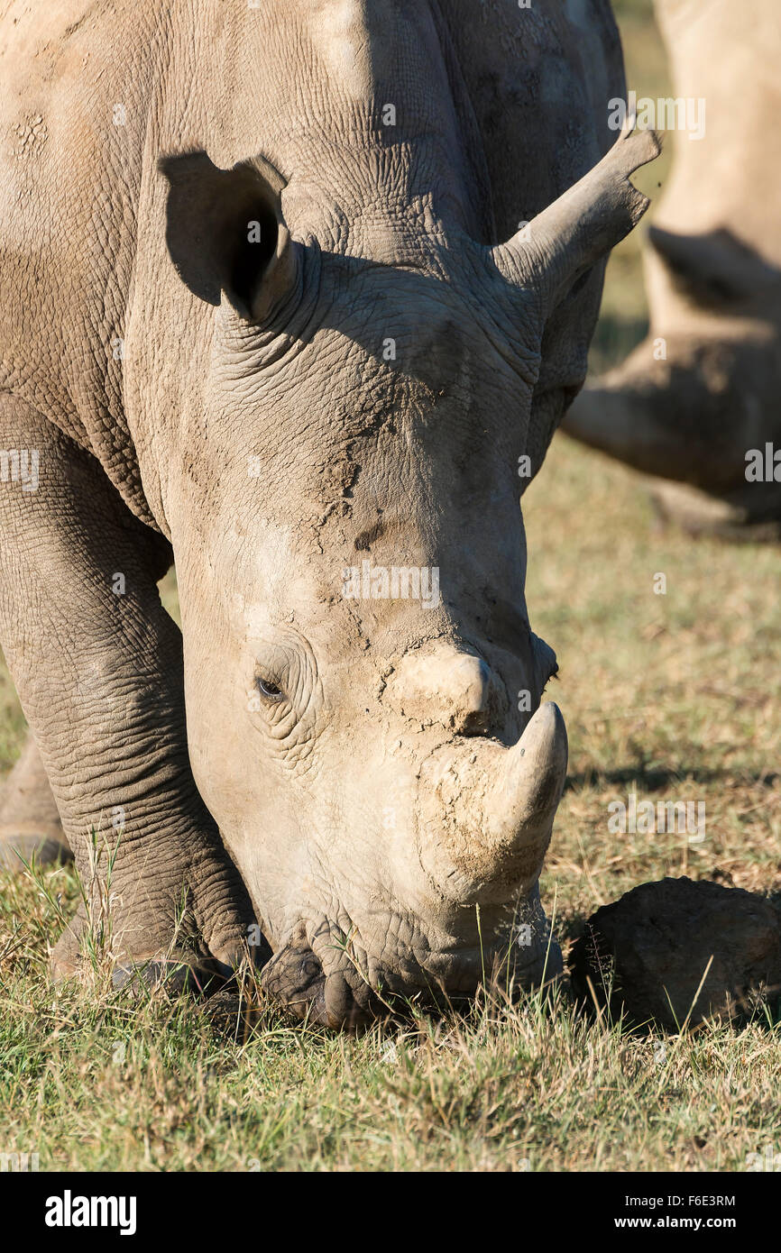 White rhinoceros or square-lipped rhinoceros (Ceratotherium simum), feeding, portrait, Lake Nakuru National Park, Kenya Stock Photo