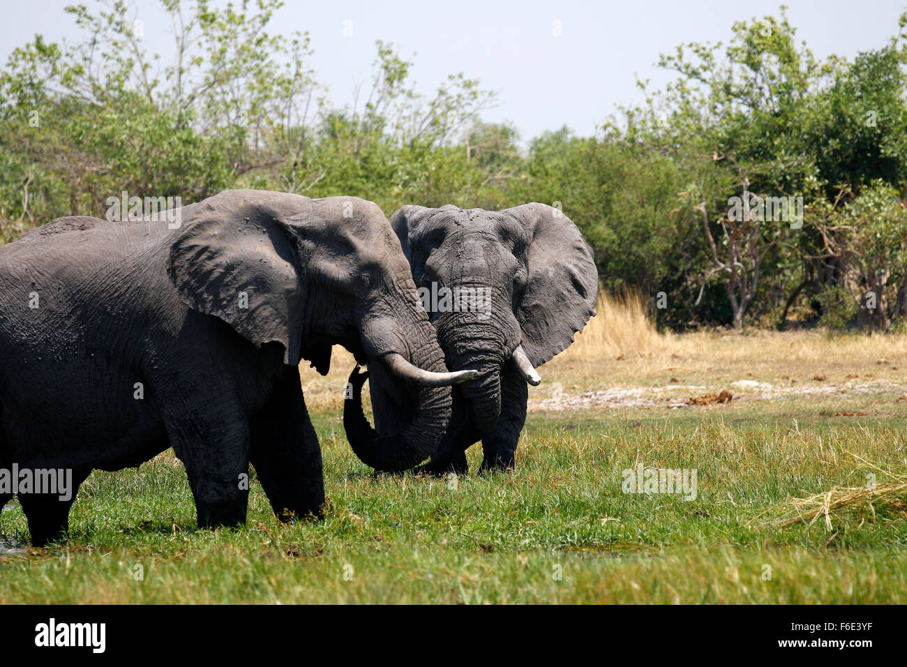 African elephants are the largest living terrestrial animals in the world. Very strong quiet & graceful Stock Photo