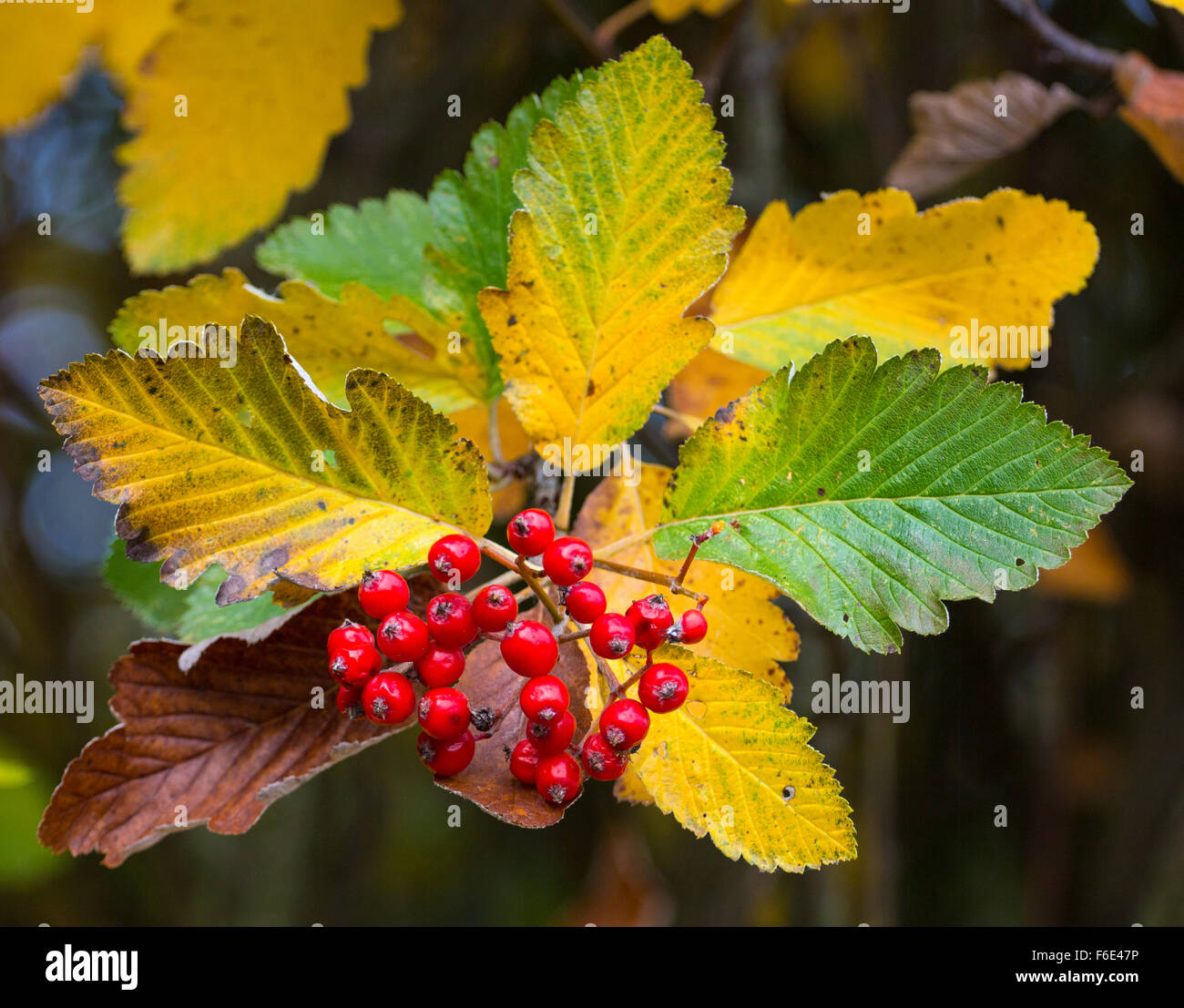 Various leaf shades all on the one stem Stock Photo Alamy