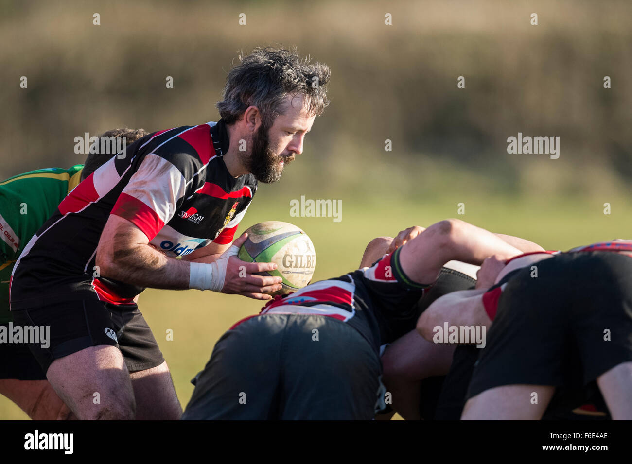 Rugby scrum half about to put ball into scrum Stock Photo