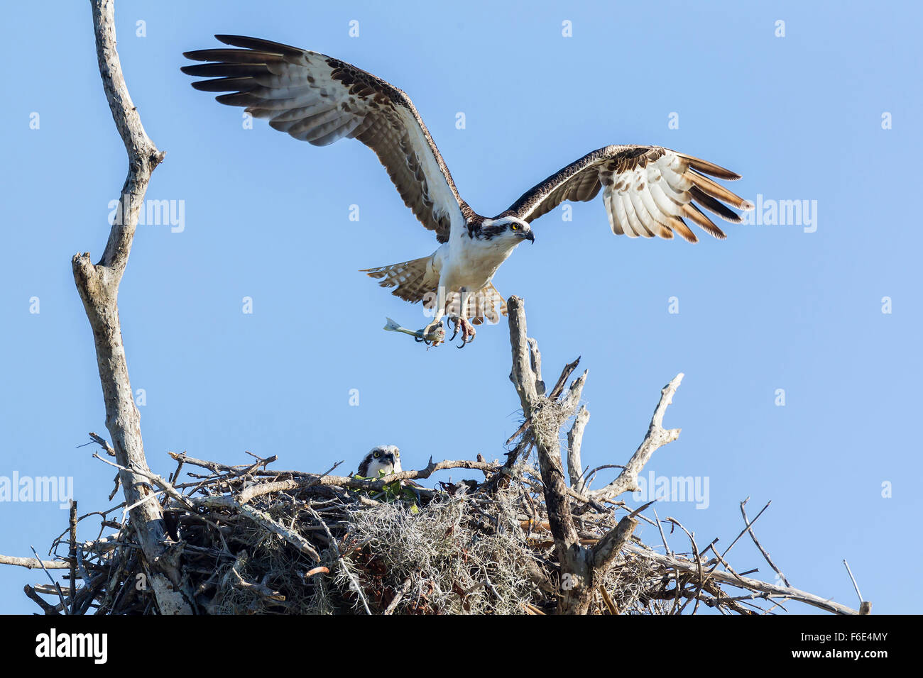 Osprey (Pandion haliaetus carolinensis), with outstretched wings and prey at nest, with fledgling, Florida, USA Stock Photo