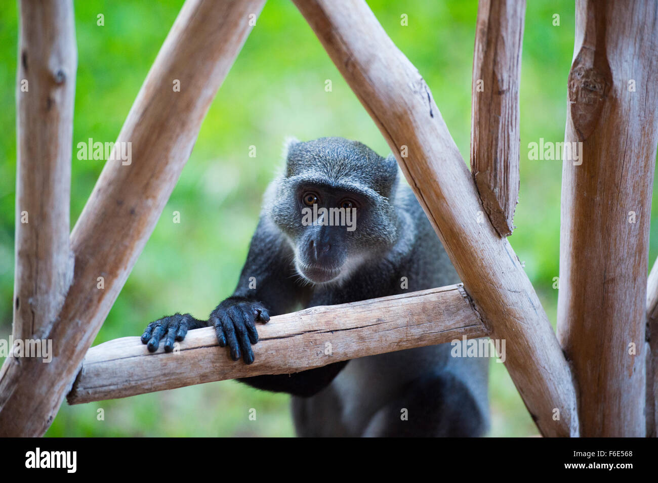 Vervet Monkey (Chlorocebus) on wooden beams, Diani Beach, Kenya Stock Photo