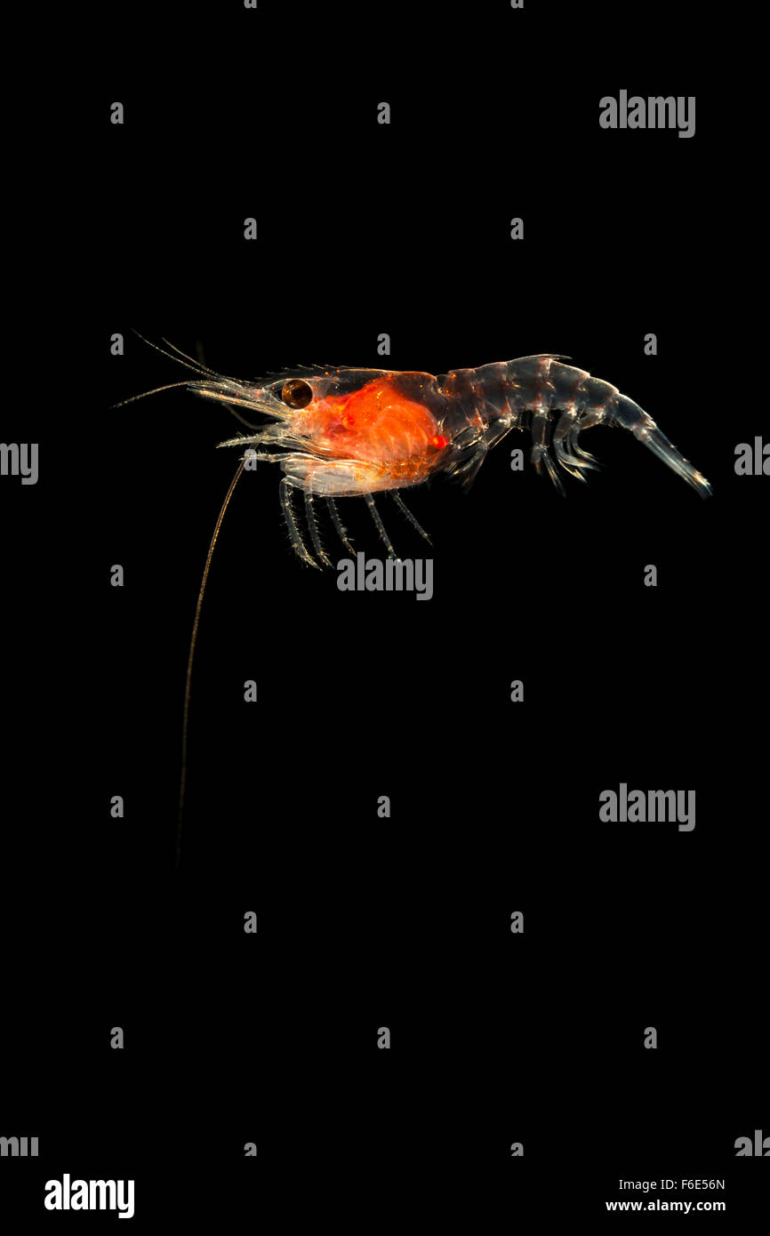 Plankton Shrimp, Euphausiacea, Komodo, Indonesia Stock Photo