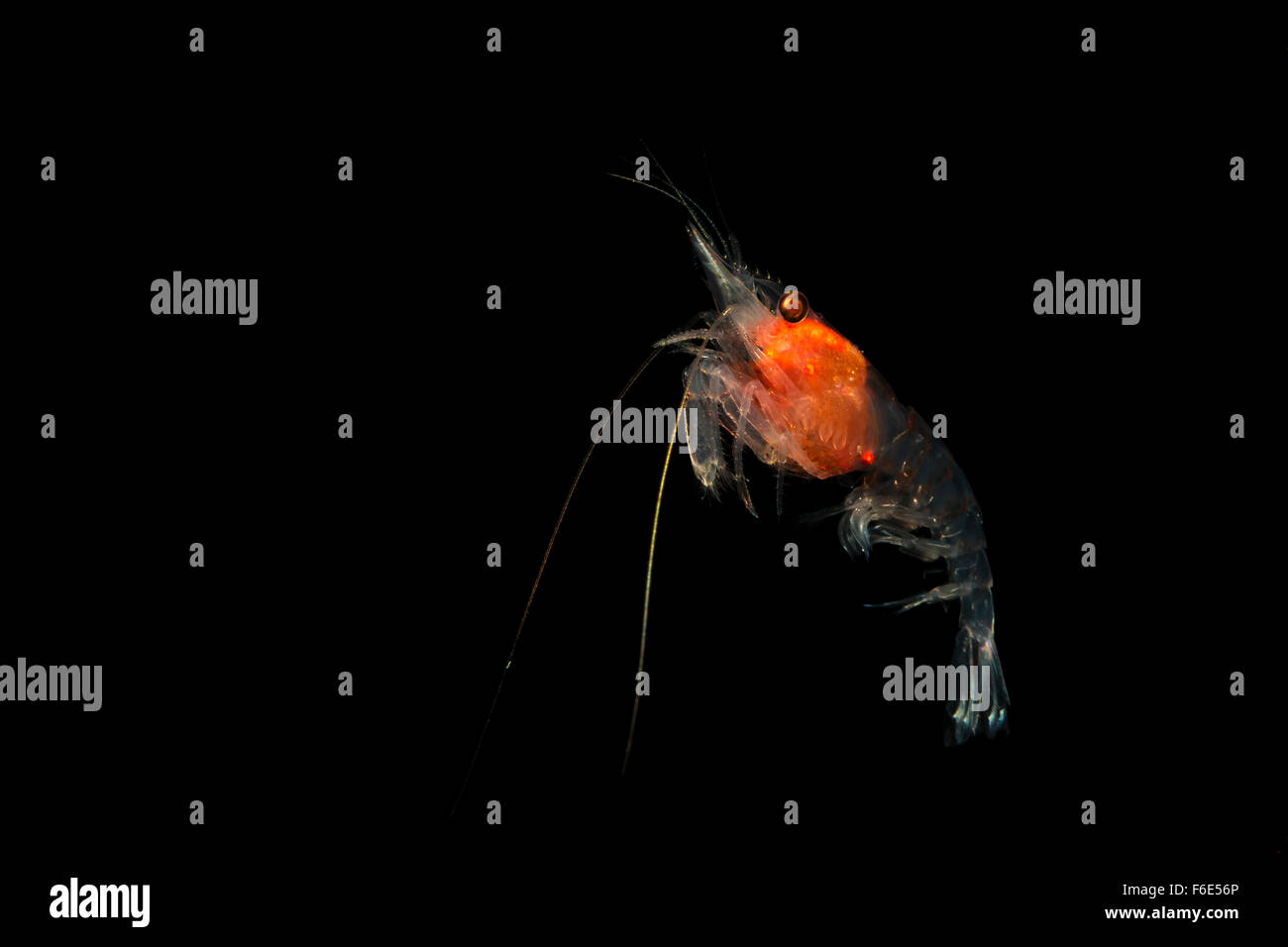 Plankton Shrimp, Euphausiacea, Komodo, Indonesia Stock Photo - Alamy