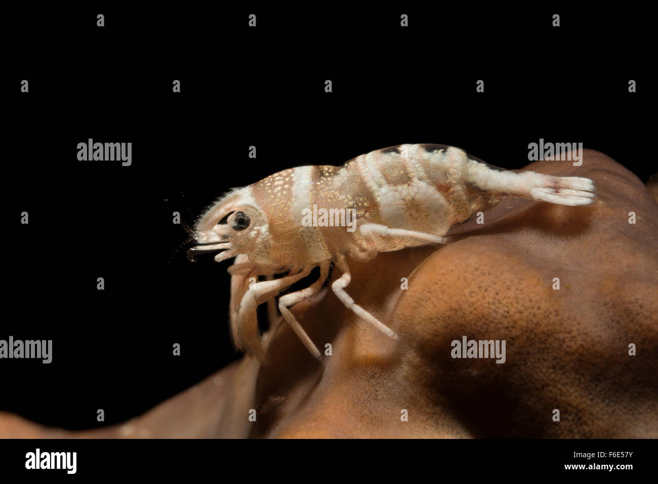 Close up of Basketstar Shrimp, Periclimenes lanipes, Komodo, Indonesia Stock Photo