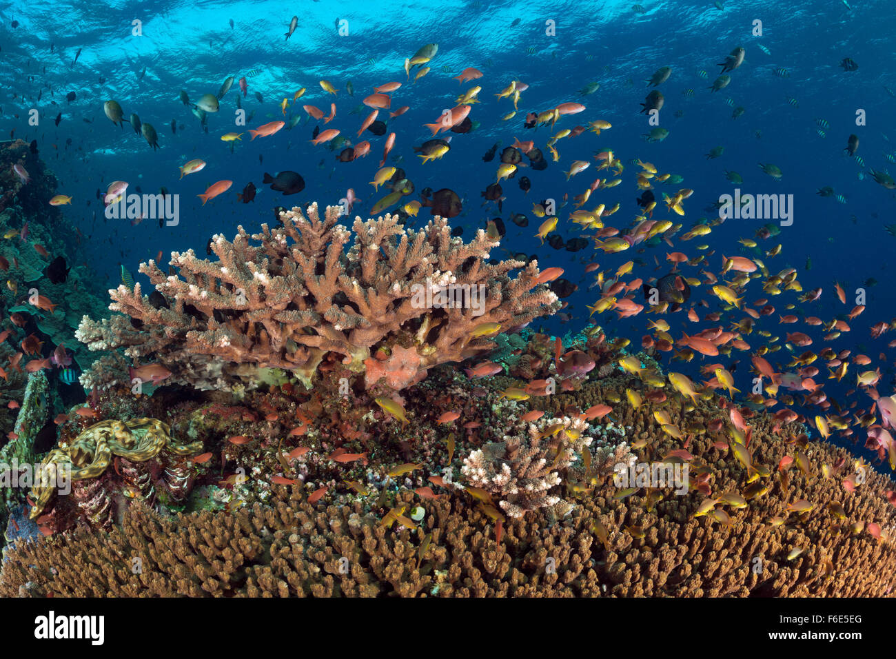 Red cheeked Anthias over Coral Reef, Pseudanthias huchtii, Komodo, Indonesia Stock Photo