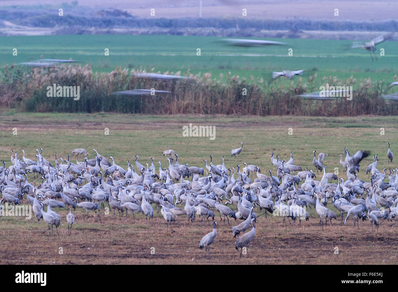 Hula valley cranes hi-res stock photography and images - Alamy