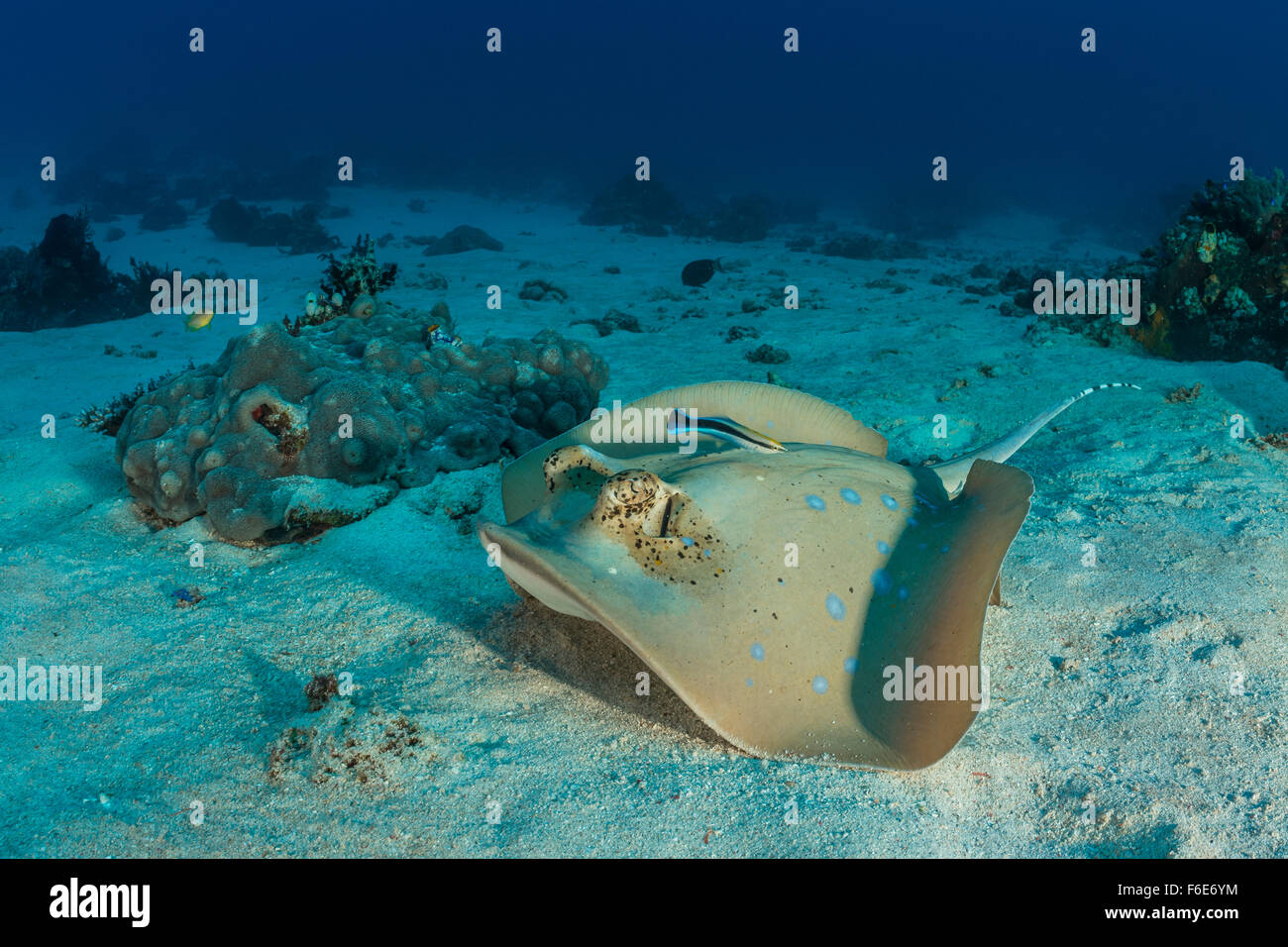 Blue-spotted Stingray, Dasyatis kuhlii, Komodo, Indonesia Stock Photo