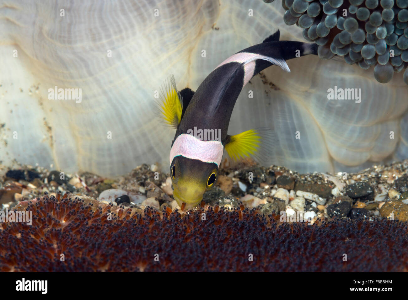 Sebae Anemonefish tending its eggs, Amphiprion sebae, Sumbawa, Indonesia Stock Photo