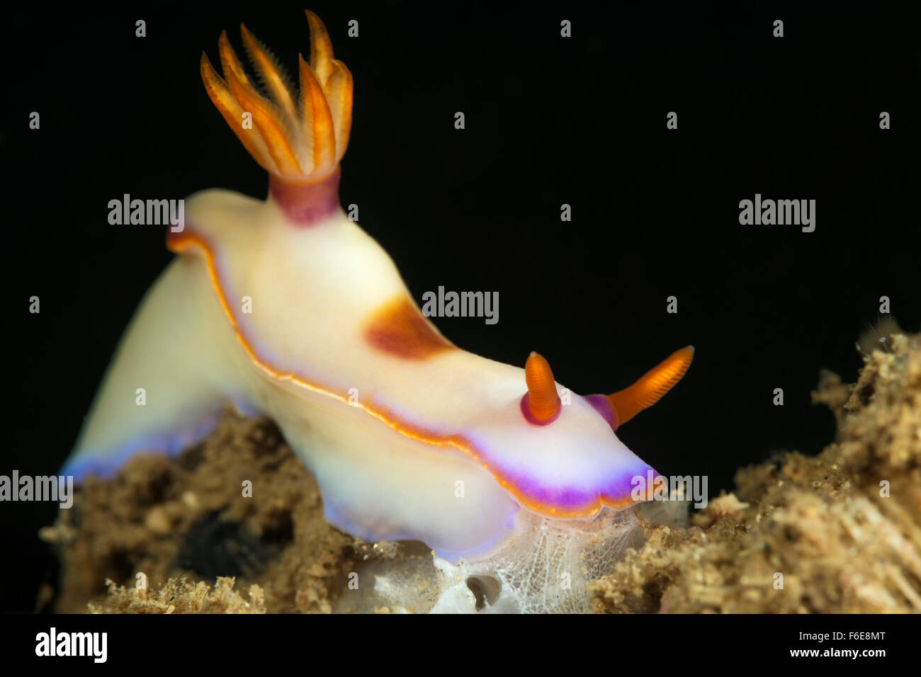 Dorid Nudibranch, Hypselodoris bullockii, Sumbawa, Indonesia Stock Photo