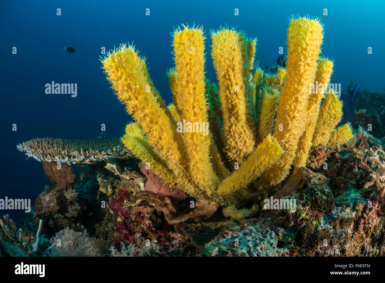 Yellow Tube Sponge in Coral Reef, Callyspongia sp., Flores, Indonesia