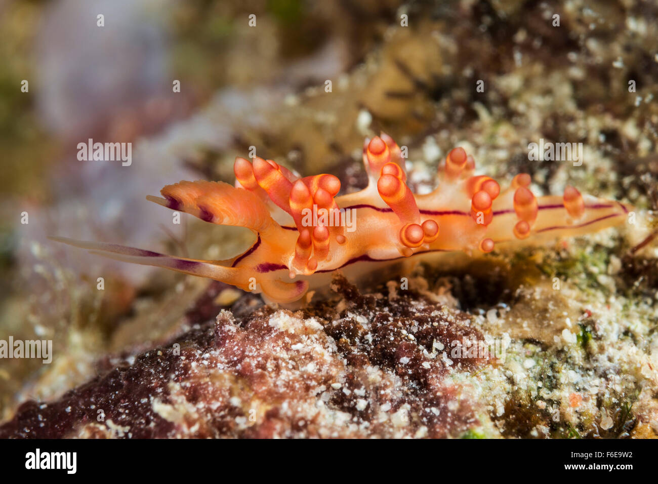 Aeolid Nudibranch, Flabellina Bilas, Flores, Indonesia Stock Photo - Alamy