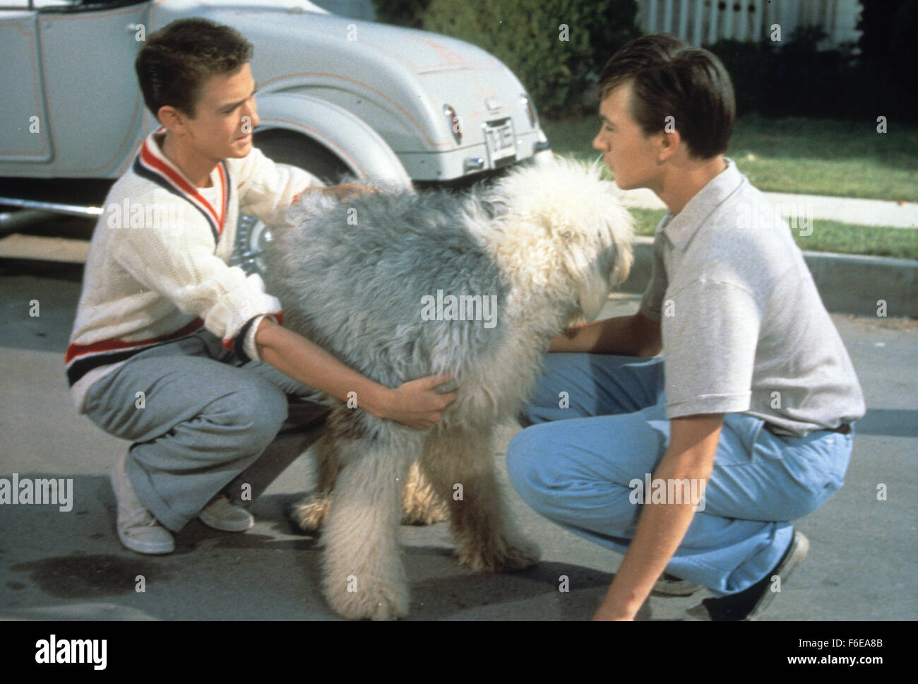 RELEASE DATE: March 19, 1959. MOVIE TITLE: The Shaggy Dog. STUDIO: Walt Disney Productions. PLOT: Through an ancient spell, a boy changes into a sheepdog and back again. It seems to happen at inopportune times and the spell can only be broken by an act of bravery. PICTURED: FRED MACMURRY as Wilson Daniels and TOMMY KIRK as Wilby Daniels. Stock Photo