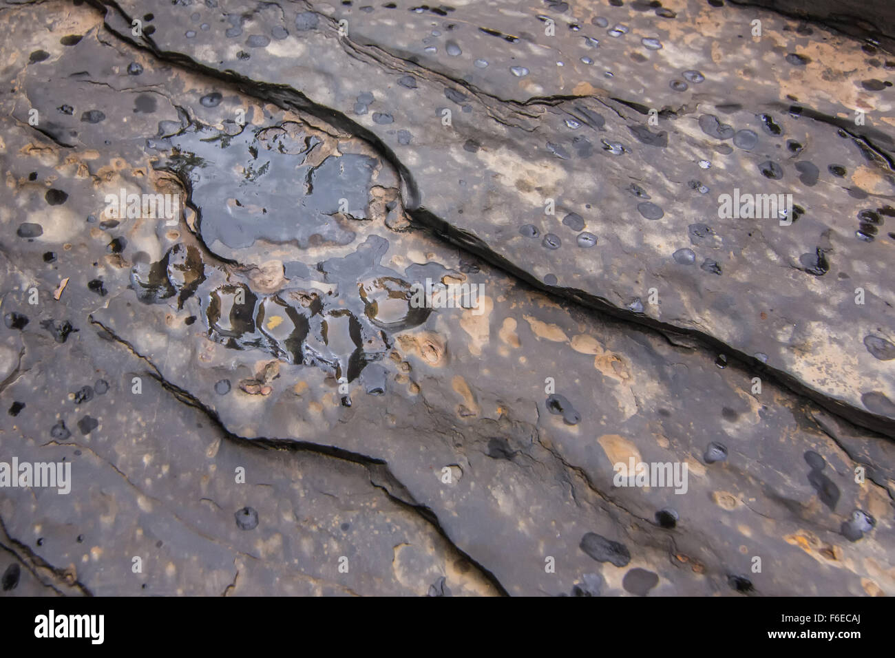animal footprints through geologic time Stock Photo