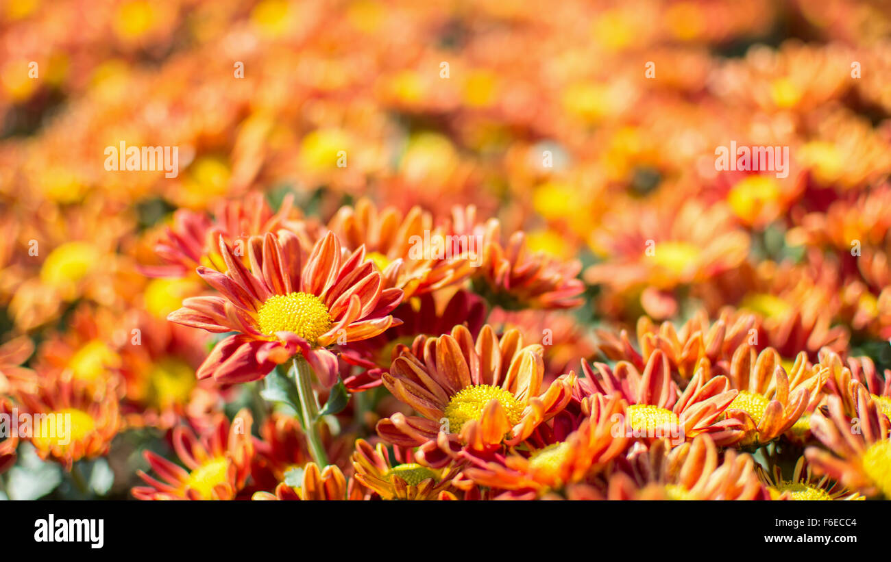 Beautiful pretty sunset flowers hi-res stock photography and images - Alamy