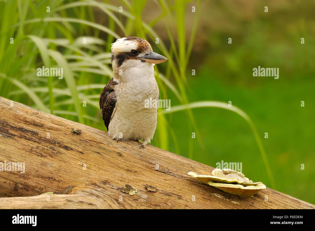 Laughing Kookaburra, (Dacelo novaeguineae), South Australia. Stock Photo