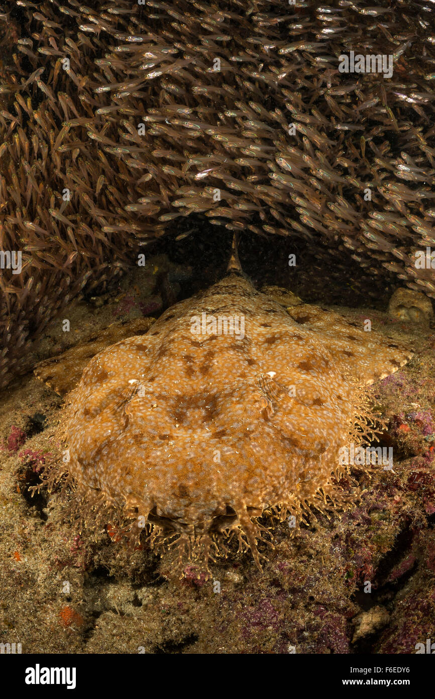 Tasselled Wobbegong surrounded by Pygmy Sweepers, Eucrossorhinus dasypogon, Waigeo, Raja Ampat, Indonesia Stock Photo