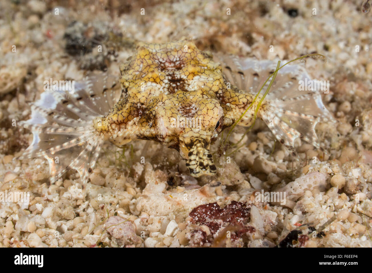 Sea Moth Dragonfish, Eurypegasus draconis, Waigeo, Raja Ampat, Indonesia Stock Photo