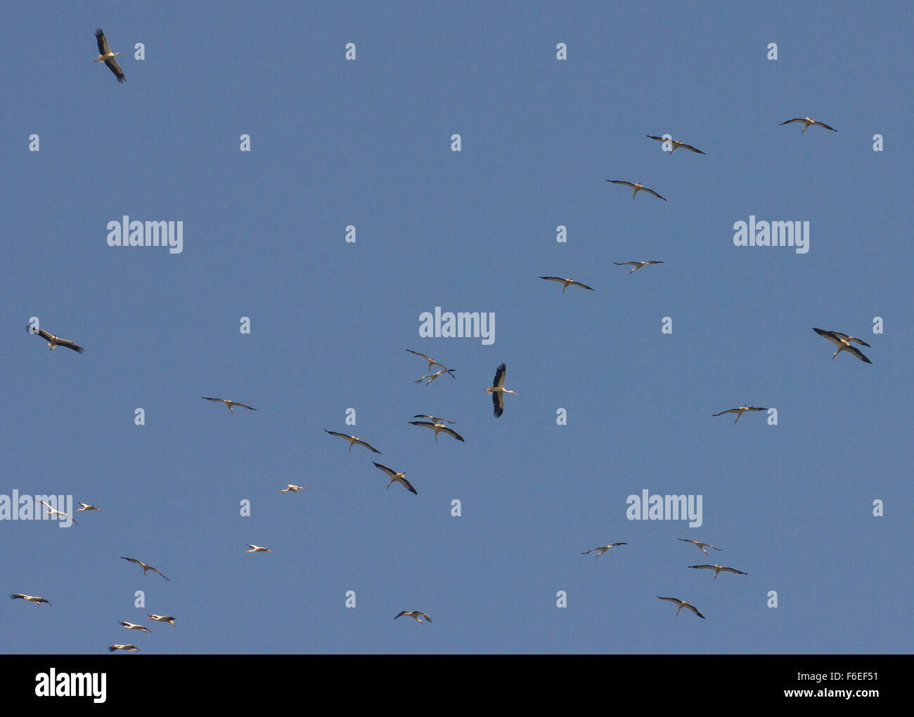 Istanbul with birds flying against blue sky Stock Photo