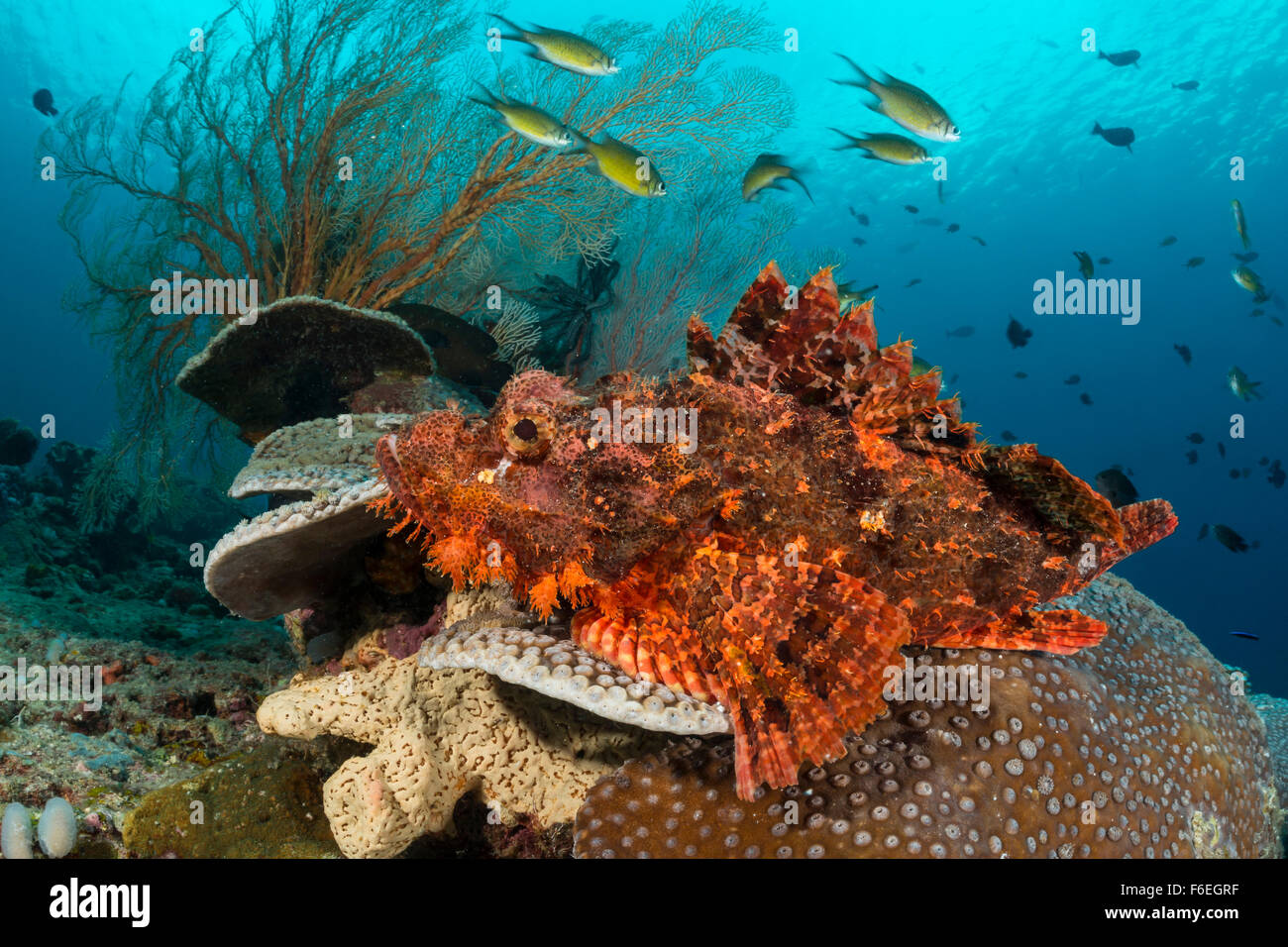 Tasselled Scorpionfish, Scorpaenopsis oxycephala, Waigeo, Raja Ampat, Indonesia Stock Photo