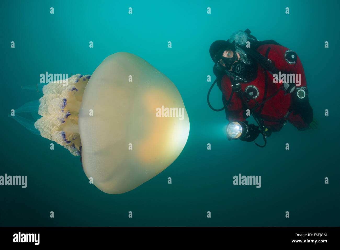 Rhizostome Jellyfish and Scuba Diver, Rhizostoma pulmo, Piran, Slovenia Stock Photo