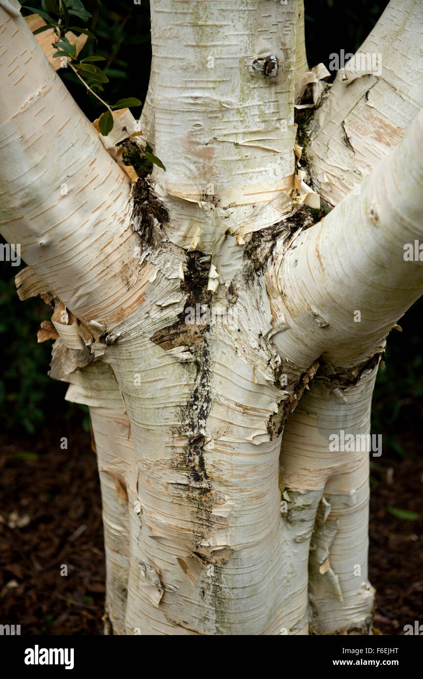 A close up of the trunk and bark of a Betulaceae Jacquemonts Birch Betula Utilis var Jacquemontii Stock Photo