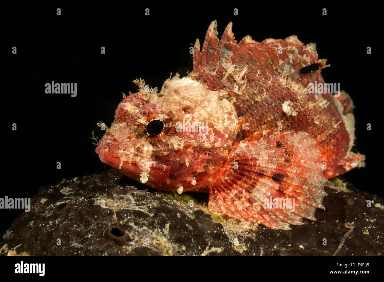 Small Red Rockfish, Scorpaena notata, Piran, Slovenia Stock Photo