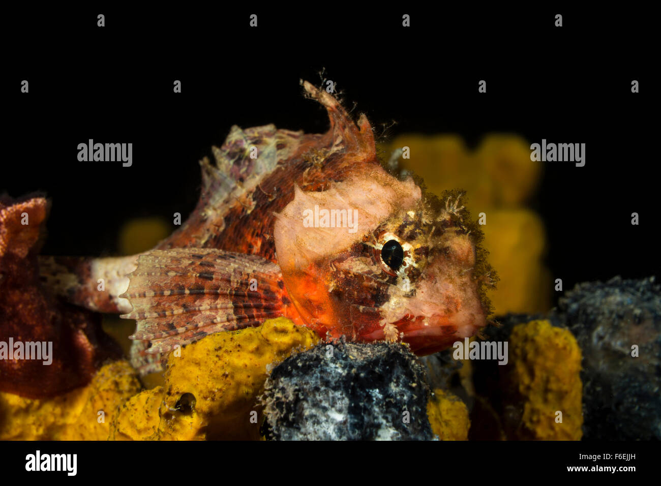 Small Red Rockfish, Scorpaena notata, Piran, Slovenia Stock Photo