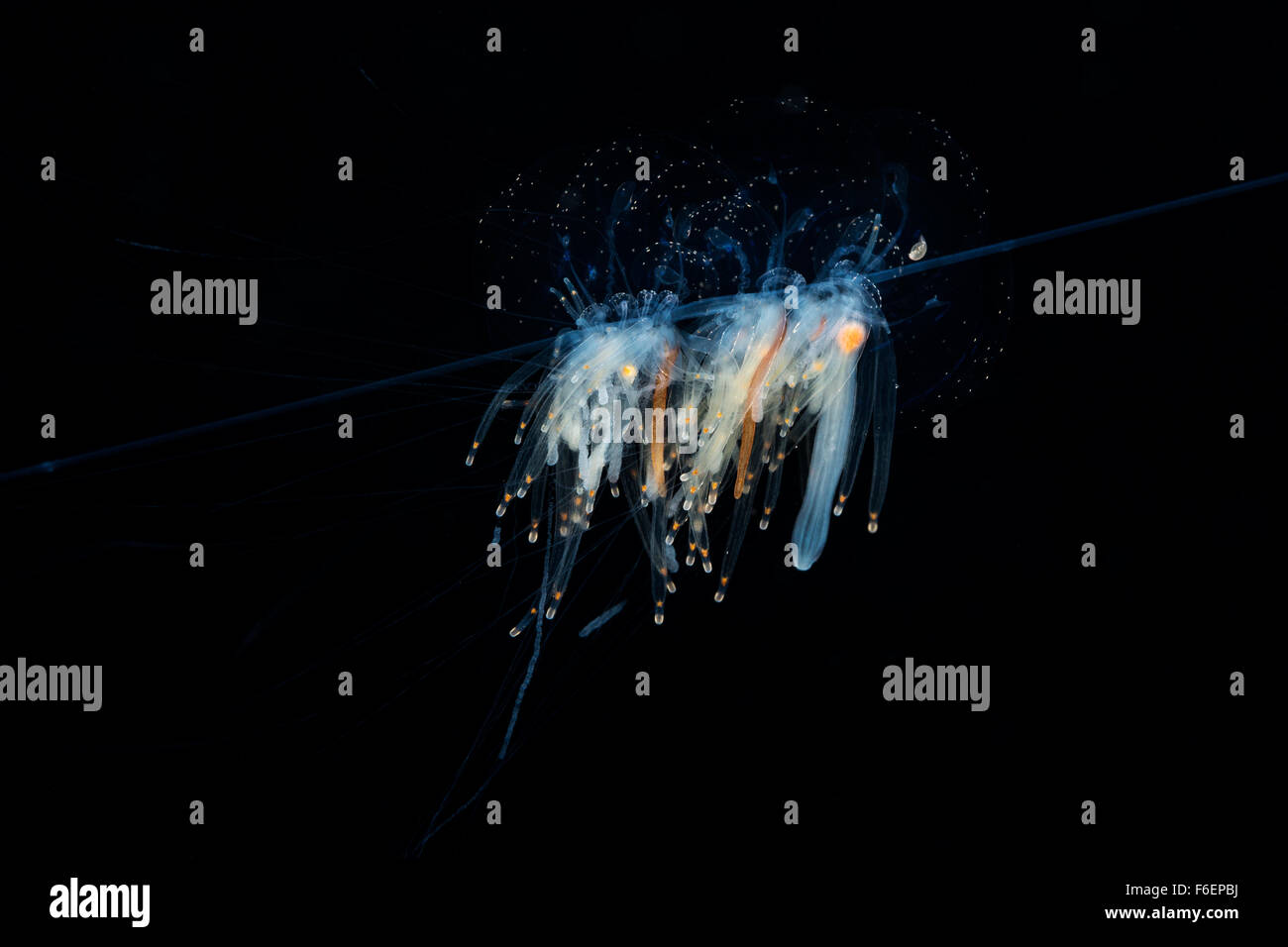 String Jellyfish, Apolemia uvaria, Korcula, Croatia Stock Photo