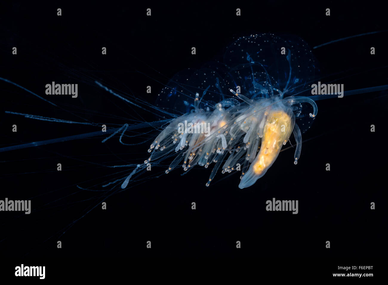 String Jellyfish, Apolemia uvaria, Korcula, Croatia Stock Photo