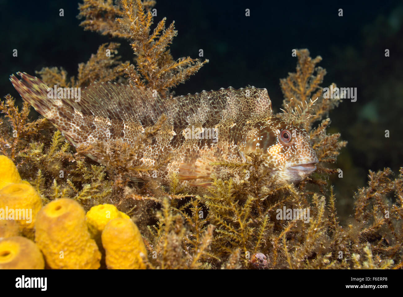 Tompot Blenny, Parablennius gattorugine, Piran, Slovenia Stock Photo