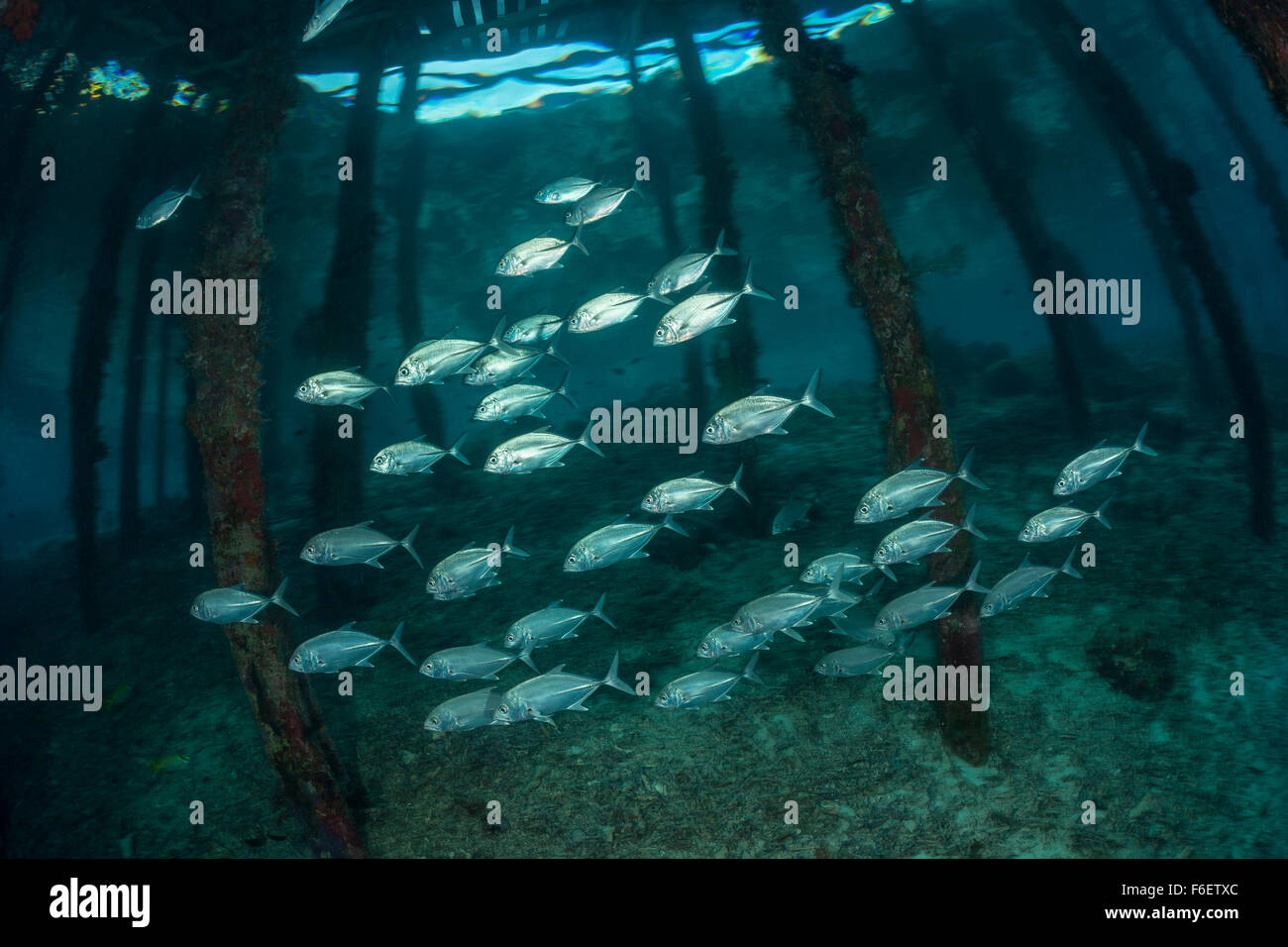 Diving jetty hi-res stock photography and images - Alamy