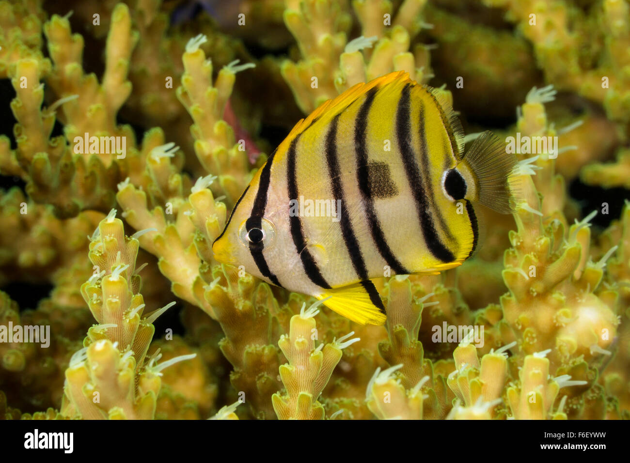 Juvenile Eightband Butterflyfish, Chaetodon octofasciatus, Raja Ampat, Indonesia Stock Photo