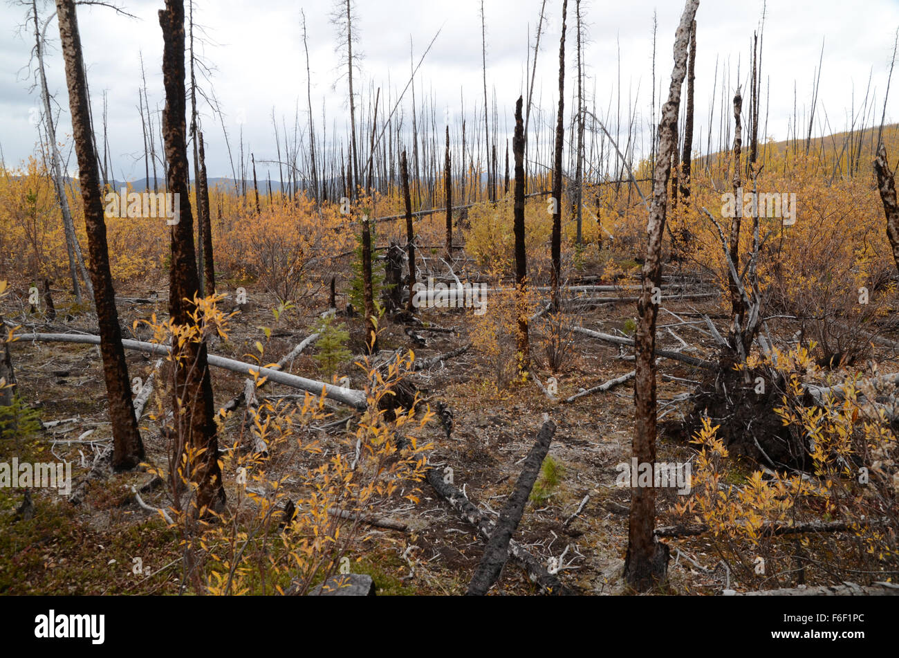 New growth appearing after a forest fire, Yukon, Canada Stock Photo