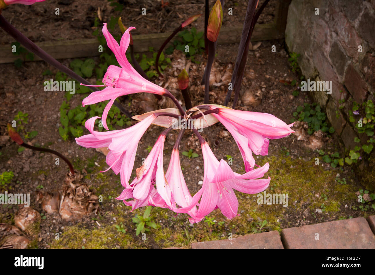 Pink Amaryllis Belladonna Stock Photo