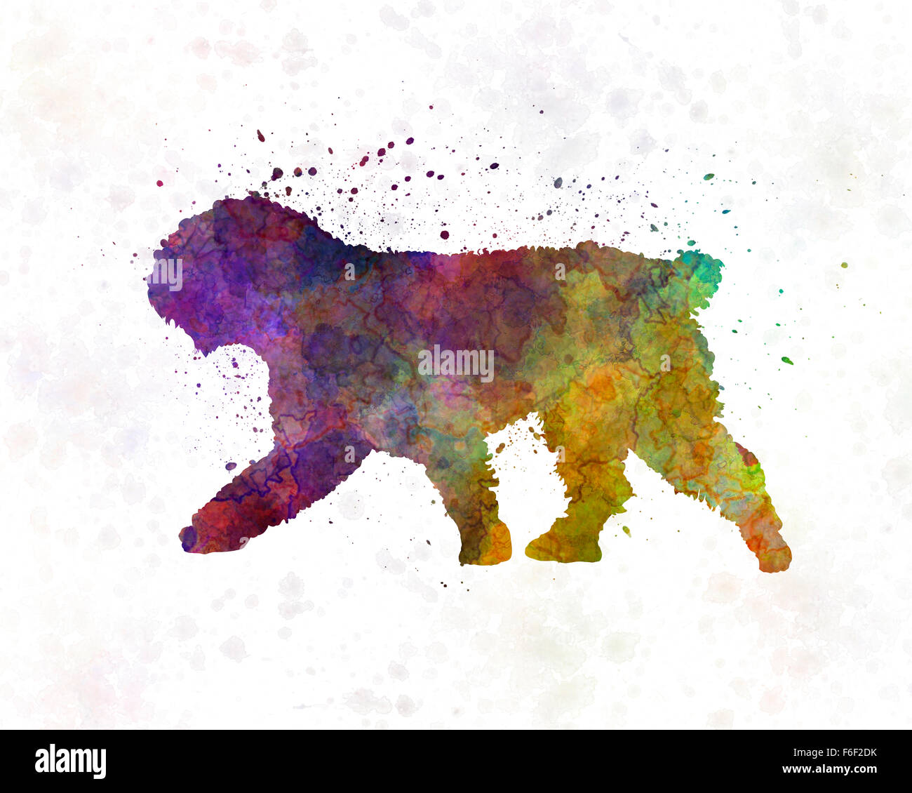 Spanish Water Dog in watercolor Stock Photo Alamy