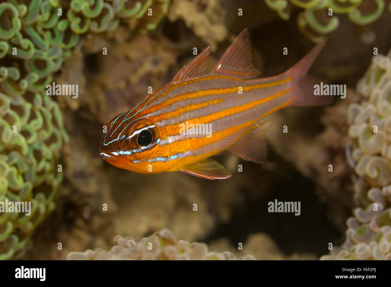 Yellowstriped Cardinalfish, Apogon cyanosoma, Ambon, Indonesia Stock Photo