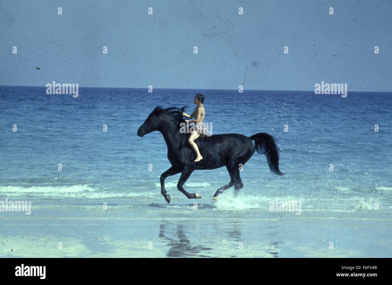 RELEASE DATE: October 17, 1979. MOVIE TITLE: The Black Stallion. STUDIO: Omni Zoetrope. PLOT: While traveling with his father, young Alec becomes fascinated by a mysterious Arabian stallion that is brought on board and stabled in the ship he is sailing on. When the ship tragically sinks both he and the horse survive only to be stranded on a deserted island. Alec befriends the horse, so when finally rescued both return to his home where they soon meet Henry Dailey, a once successful trainer. Together they begin training The Black to race against the fastest horses in the world. PICTURED: KELLY Stock Photo