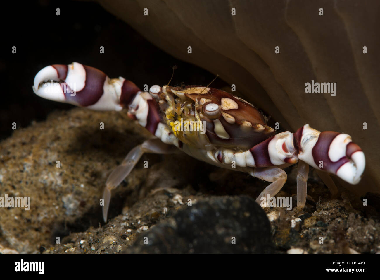 Harlequin Crab, Lissocarcinus laevis, Ambon, Indonesia Stock Photo