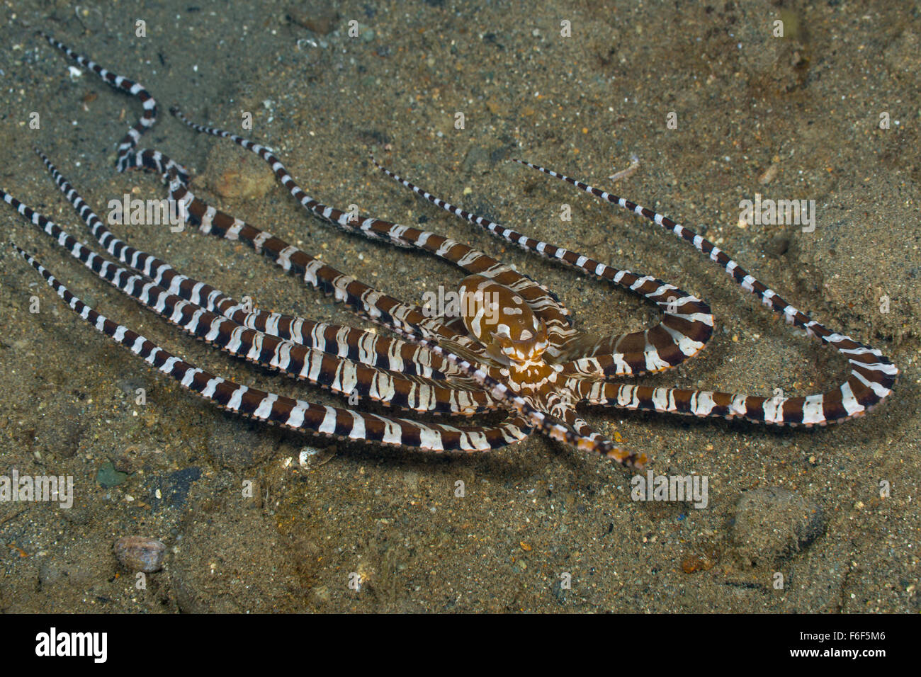 Wunderpus Octopus, Wunderpus photogenicus, Ambon, Indonesia Stock Photo