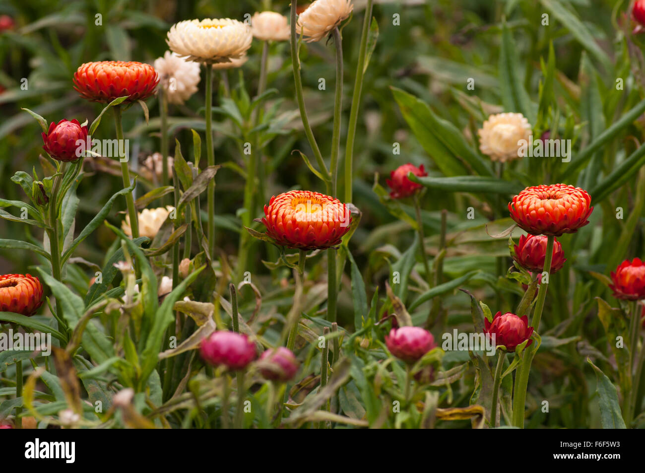 Helichrysum bracteatum Monstrosum Stock Photo