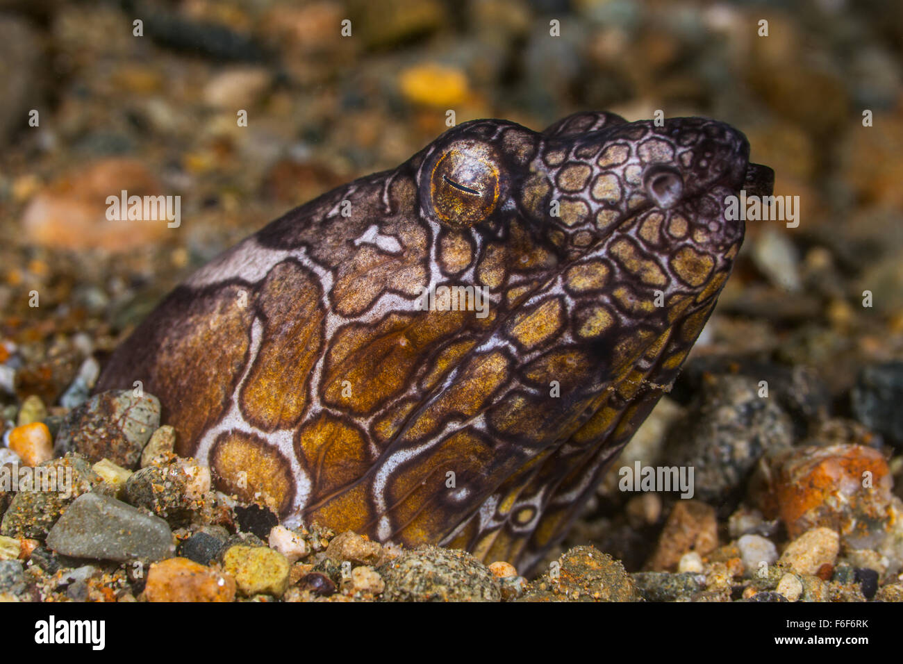 Napoleon Snake Eel, Ophichthus bonaparti, Ambon, Indonesia Stock Photo